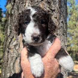Chestnut - Brown and white male Aussiedoodle puppy in Clarkston, Washington from Aussiedoodle palace