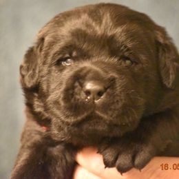 French Bulldog and Labrador Retriever Puppies from Gainesfield Labradors