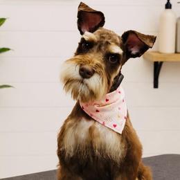 Millie - Miniature Schnauzer