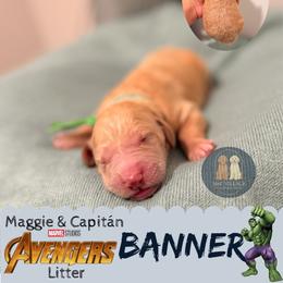 Banner - Apricot male Goldendoodle puppy in Calhoun, Georgia from M&C Village Goldendoodles