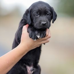 Green Boy - Black male Labrador Retriever puppy in Pasco, Washington from Mid-Columbia Labradors