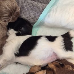 Black and white girl - Black and white female Shih Tzu puppy in Shinnston, West Virginia from Melissa's World of Shih Tzus