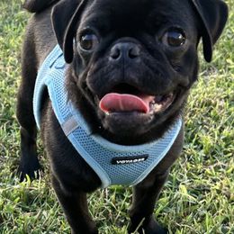Pugs from Kansas Pugs