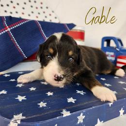 Gable - The Heartthrob - Black tri-color male Australian Shepherd puppy in Pittsville, Wisconsin from Match Dot Pup