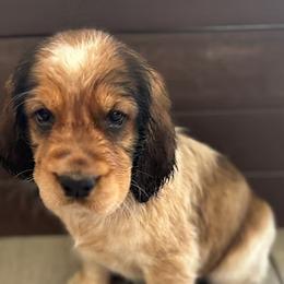 English Springer Spaniel and Whippet Puppies from Rogue Mountain Manor