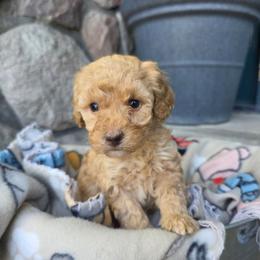 Layla - Red female Bernedoodle puppy in Blackfoot, Idaho from Draper Mountain Doodles