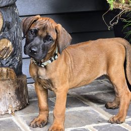 Boy 4 - male Rhodesian Ridgeback puppy in Gaffney, South Carolina from Circle D Farms