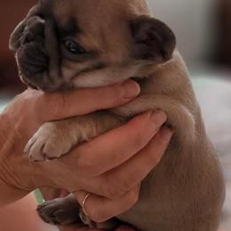 French Bulldog and Pomeranian Puppies from Poms Of Kolour