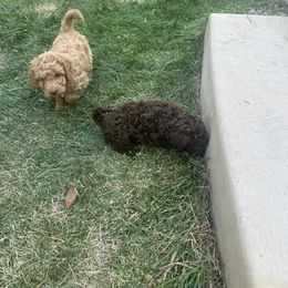 Labradoodle Puppies from Jazzy's Doodles