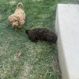 Labradoodle Puppies from Jazzy's Doodles