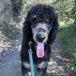 Oyster - Phantom male Poodle puppy in Arroyo Grande, California from Ever So Clever Poodles