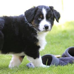 Australian Shepherd Puppies from Flying L Aussies