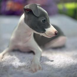 Zoe - White and blue female Italian Greyhound puppy in Lakeland, Florida from Elite Doxies Florida