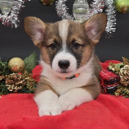 Henry - Sable male Pembroke Welsh Corgi puppy in Dickeyville, Wisconsin from J&R Shepherds & Corgis
