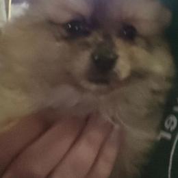 Sable merle - Chocolate merle male Pomeranian puppy in Hazleton, Indiana from Hyneman's Haven Poms