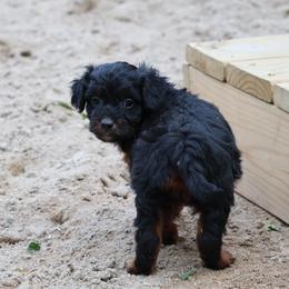 Mary Lou - Red phantom female Aussiedoodle puppy in Central Islip, New York from Fifth Avenue Australian Shepherds