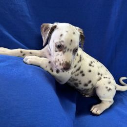 Red Male - 1250 - White and liver brown Dalmatian puppy in Leavenworth, Kansas from Tally Ho Dalmatians
