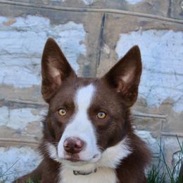 Border Collie All Grown Up from M&D Border Collies