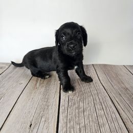 Gizelle - Black female Dachshund puppy in Florence, Arizona from Doxie Town Az