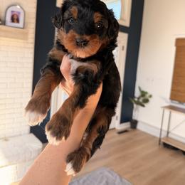 Louis Vuitton - Black tri-color male Aussiedoodle puppy in North Royalton, Ohio from Johnson's Doodles