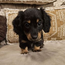Dachshund Puppies from Duran Dachshunds