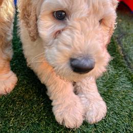 Goldendoodle Puppies from Lundee Doodles