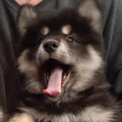 Finnish Lapphunds and Leonbergers from Legendary Leonbergers and Finnish Lapphunds