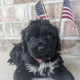 Glacier - Black and white Portuguese Water Dog puppy in Jacksonville, Florida from Filo House