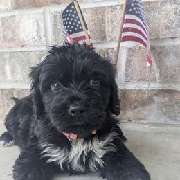 Glacier - Black and white Portuguese Water Dog puppy in Jacksonville, Florida from Filo House