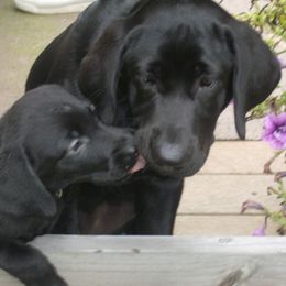 Labrador Retriever Puppies from Muck Madness Retrievers