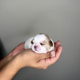 CKC Black, Male - White male Shih Tzu puppy in Winston Salem, North Carolina from Shihtzuandoodlenc.LLC