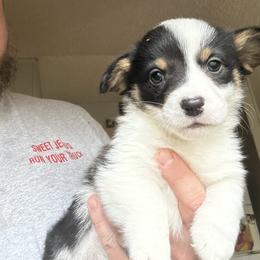 Red Collar - Black and tan male American Corgi puppy in Crossville, Tennessee from MKC Farms