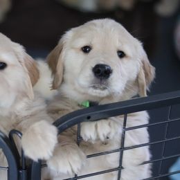 Golden Retriever Puppies from Golden Hour Golden Retrievers