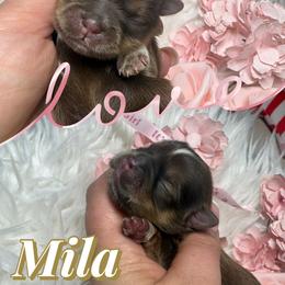 Mila - Liver and white female Shih Tzu puppy in Coolidge, Arizona from Shih Tzu’s  ‘N’ Love