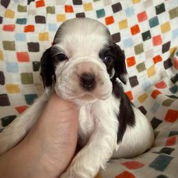 Jingle - Brown and white male Cocker Spaniel puppy in Delphi, Indiana from Benchmark Cockers