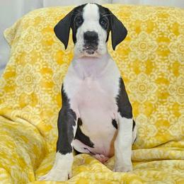 7 Amos - Mantle male Great Dane puppy in Castle Rock, Washington from Uber Alles Great Danes