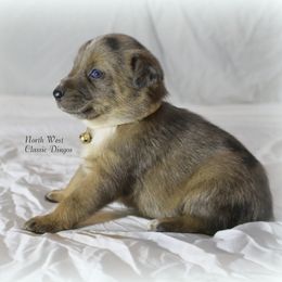 Celine Dion - Blue female Australian Cattle Dog puppy in Willamina, Oregon from Cherished Chihuahuas