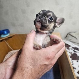 Eleanor - Tricolors female French Bulldog puppy in Yellowstone County, Montana from JNS Frenchies