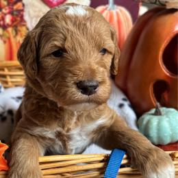 Maple - Red  male Goldendoodle puppy in Chino Valley, Arizona from Bass Creek Doodles