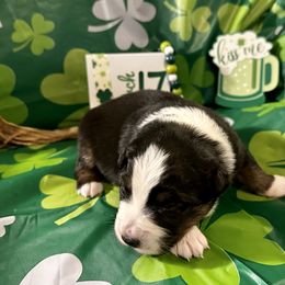 Aussiedoodle, Australian Shepherd, Miniature Australian Shepherd, Poodle, and Toy Australian Shepherd Puppies from Doodles ‘N Dawgs