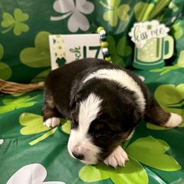 Aussiedoodle, Australian Shepherd, Miniature Australian Shepherd, Poodle, and Toy Australian Shepherd Puppies from Doodles ‘N Dawgs