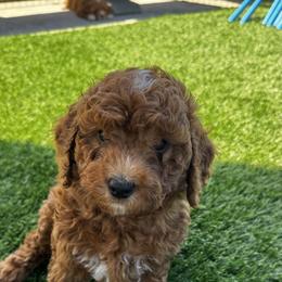 Goldendoodle Puppies from Anna Liu