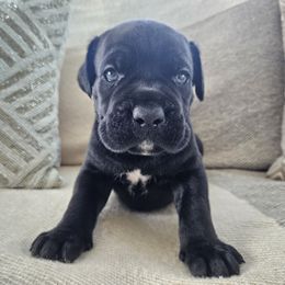 Black male 2 - Black male Cane Corso puppy in Jacksonville, North Carolina from Coliseum de Cassiope