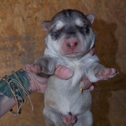 Boy 3 - Gray and white male Siberian Husky puppy in Iron River, Wisconsin from Wiemeri Siberians