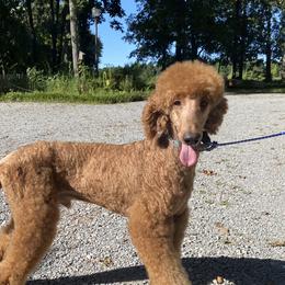 Randy - Poodle