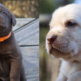 Labrador Retriever Puppies from DK Redwood Labradors