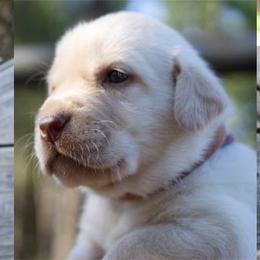 Labrador Retriever Puppies from DK Redwood Labradors