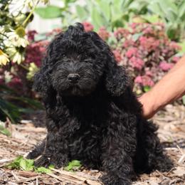 Piper - Black male Whoodle puppy in West Bend, Iowa from Blue Skies Terriers