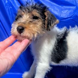 First-born Boy - White black and tan male Wire Fox Terrier puppy in Ennis, Texas from Syrayed Farm