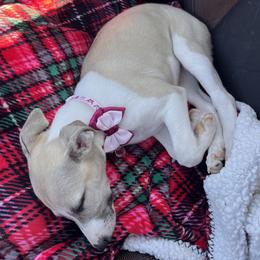 Whippet Puppies from Tigger’s Whippets